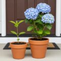 Stop Buying Hydrangeas!