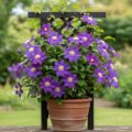 The Secret to Show-Stopping Clematis