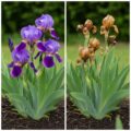Your Complete Guide to Cutting Back Iris Leaves Like a Pro