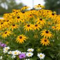 Your Summer Garden's Best Friends 12 Plants That Never Stop Blooming