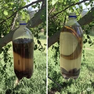 The Ultimate DIY Fly Trap